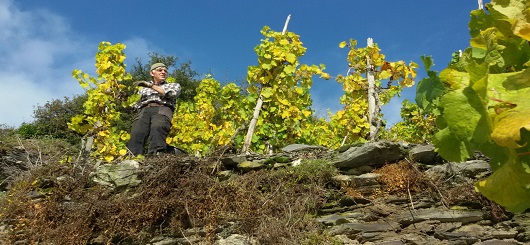 Harte Arbeit in den steilen Weinbergen Harte Arbeit in den steilen Weinbergen
